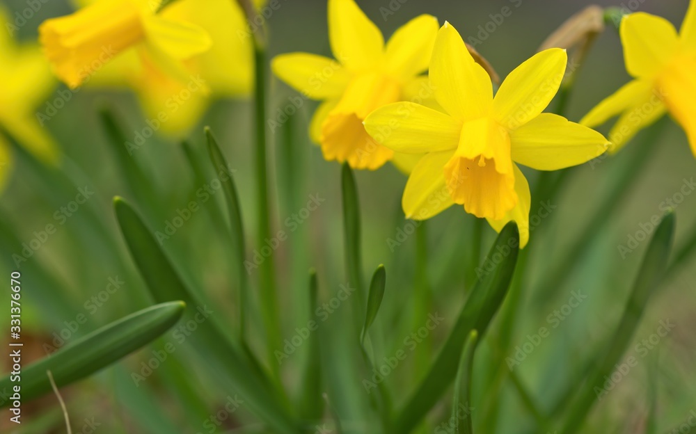 Group of yellow daffodils in spring in green gras, narcissus Group of yellow daffodils in spring in green gras, narcissus