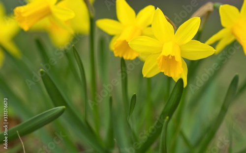 Group of yellow daffodils in spring in green gras, narcissus