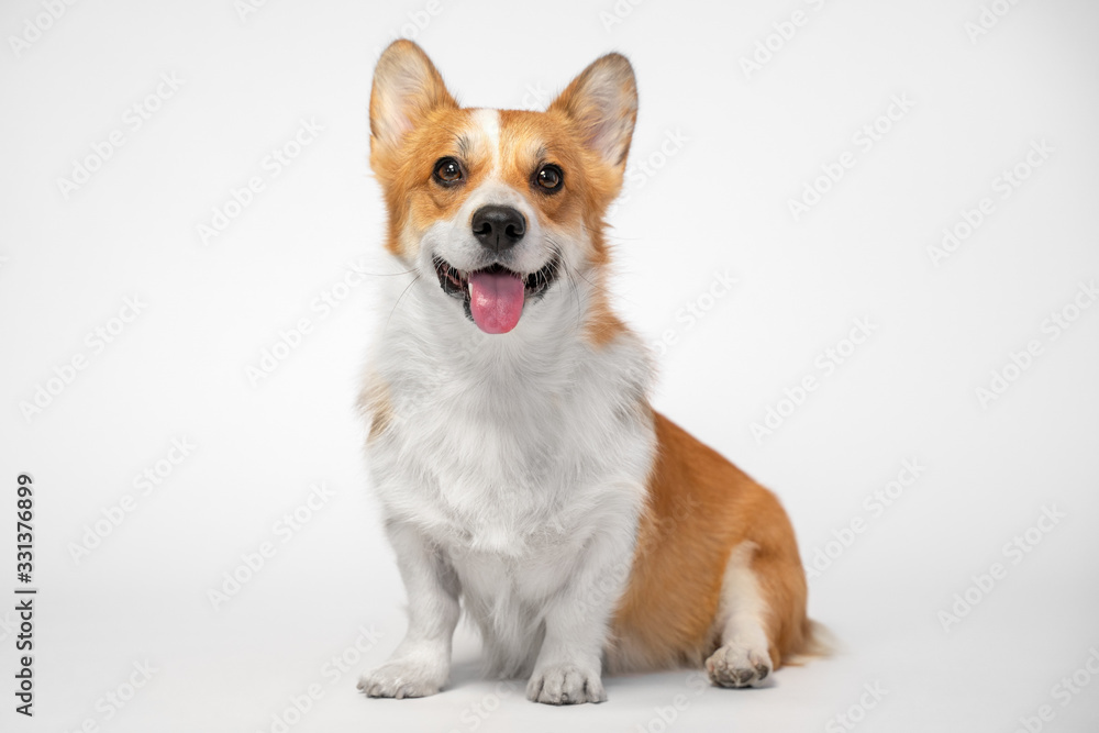 funny dog (puppy) breed welsh corgi pembroke sit and smiles broa