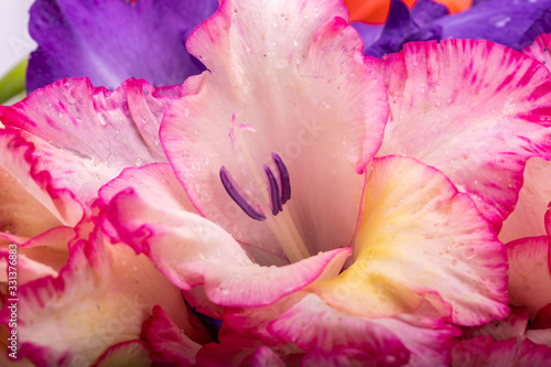 Close up of beauty colorful gladiolus flower photo