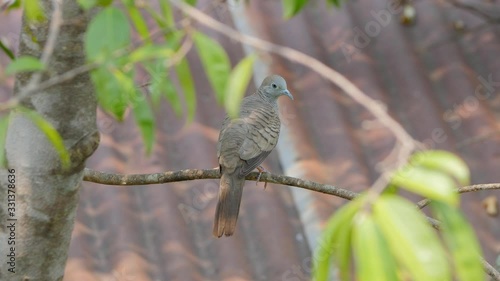Zebra dove or barred ground dove (Geopelia striata) preening feathers and perching on tree branch.