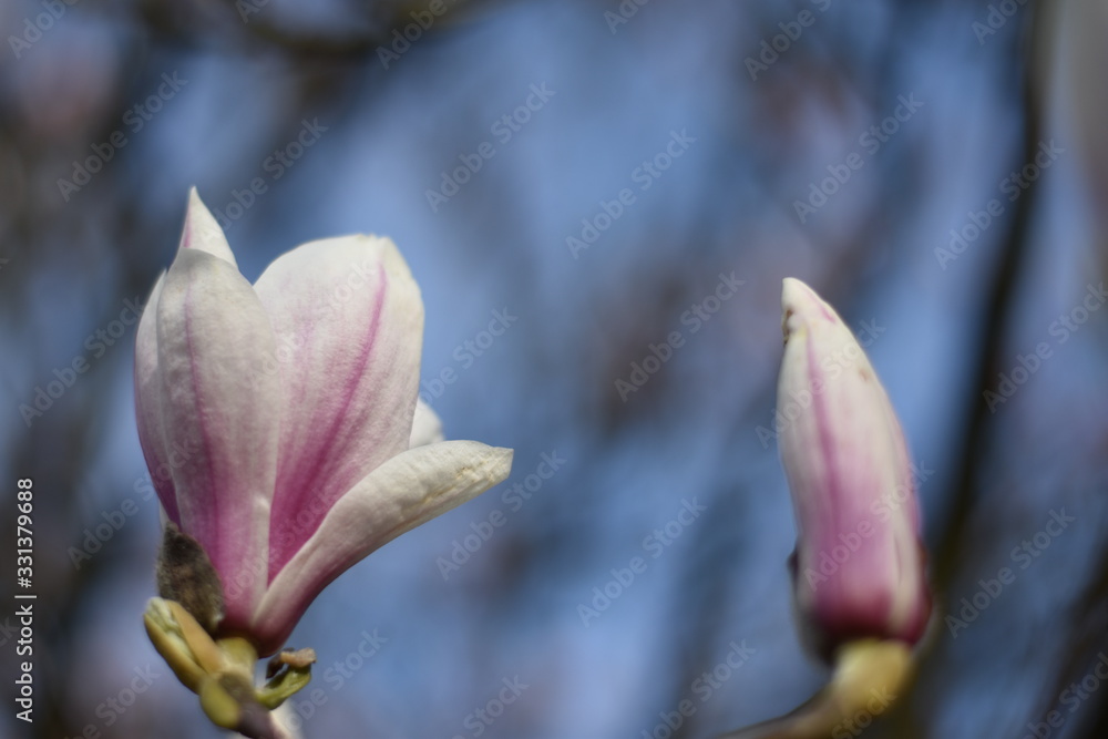 Fototapeta premium Magnolienblüte (Magnolia)