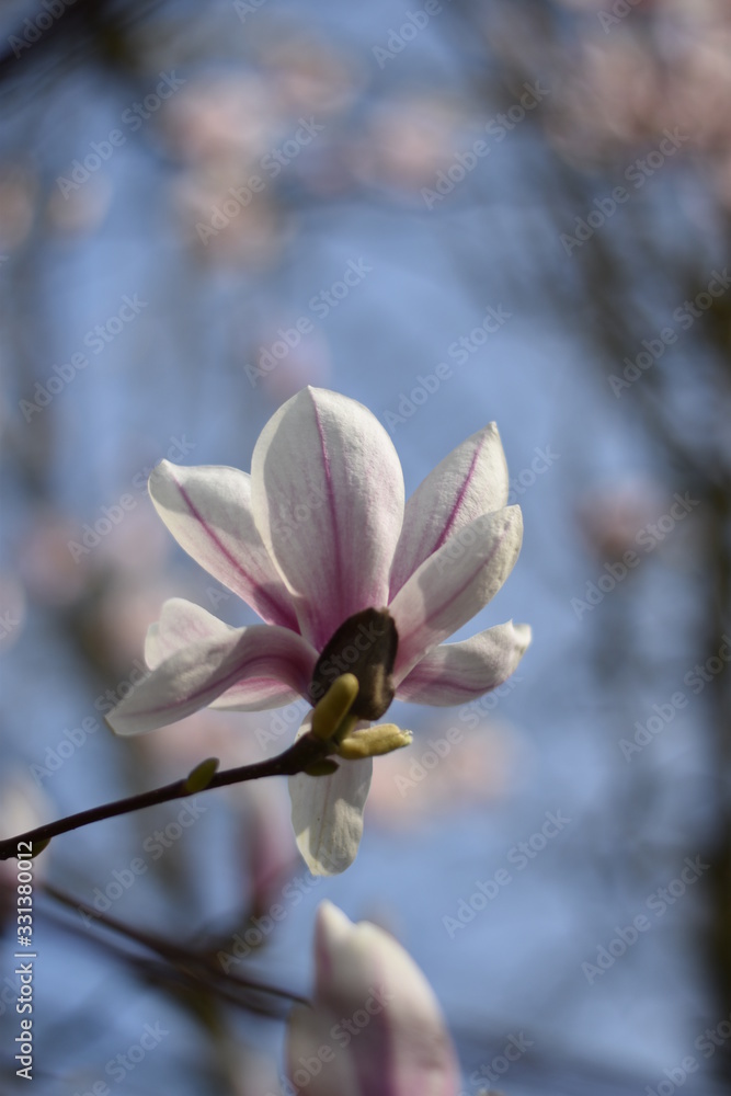 Magnolienblüte (Magnolia) Magnolienblüte (Magnolia)