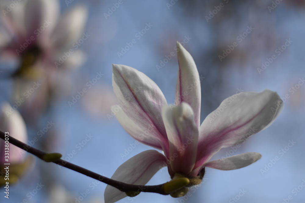 Fototapeta premium Magnolienblüte (Magnolia)