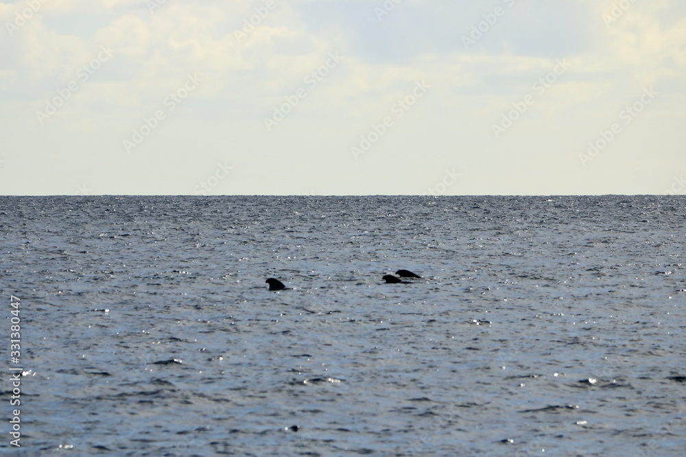 pilot whales swimming in atlantic ocean in front of la gomera, canary islands in spain