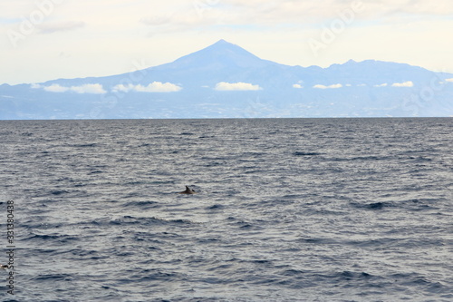 dolphins swimming in atlantic ocean in front of teide, tenerife, canary islands in spain