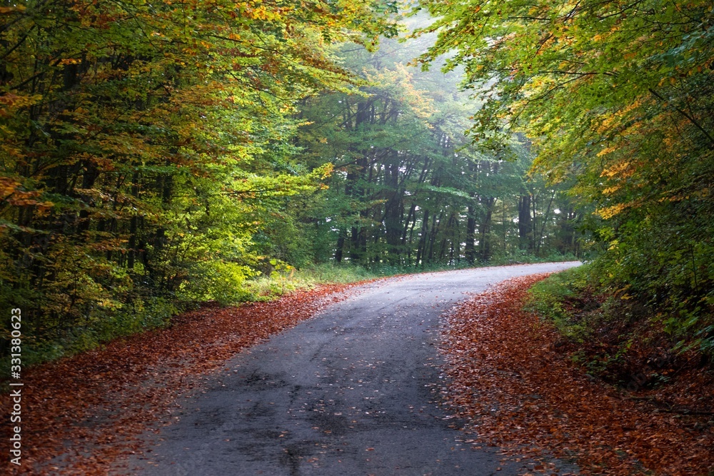 Fototapeta premium forest