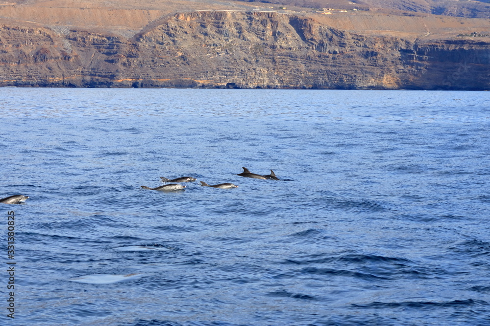 Fototapeta premium dolphins swimming in atlantic ocean in front of la gomera, canary islands in spain