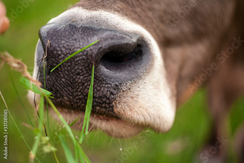 cow close up with pieces of grass © Taras