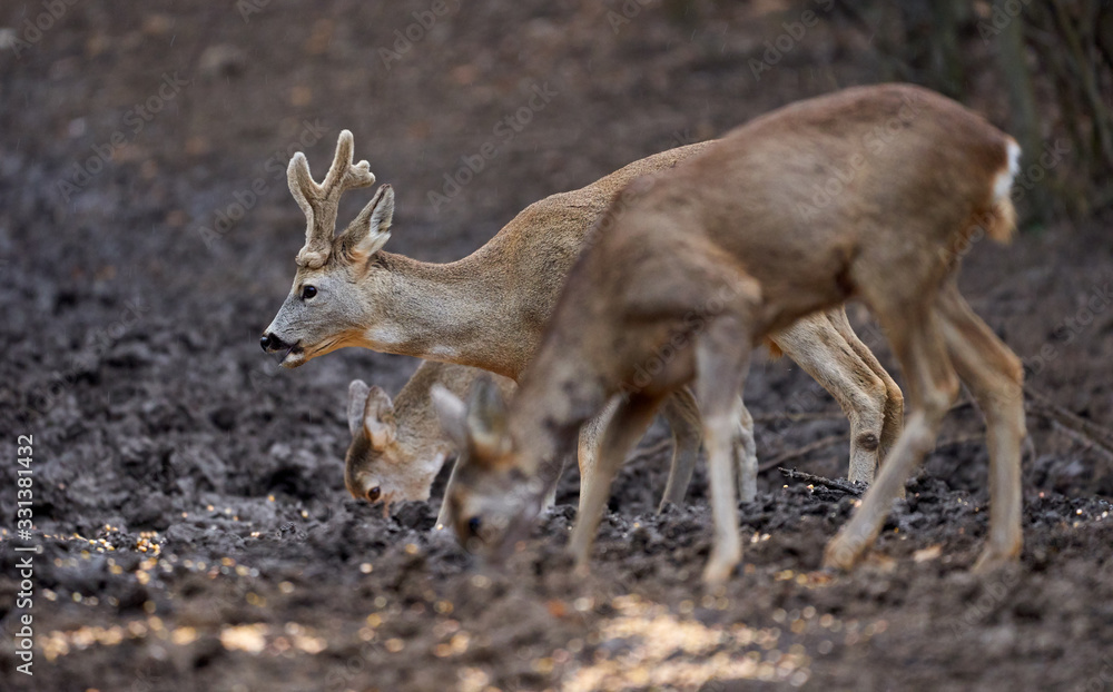 Fototapeta premium Roe deer group in the forest