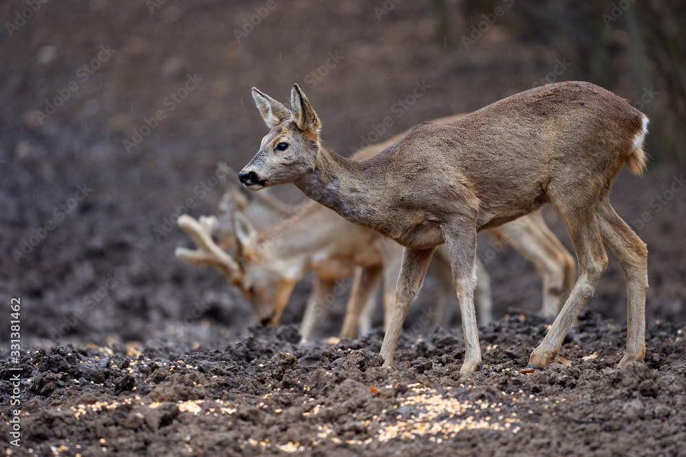 Fototapeta premium Roe deer group in the forest