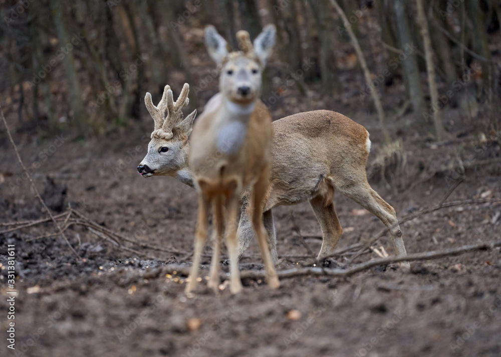 Roe deer group in the forest Roe deer group in the forest