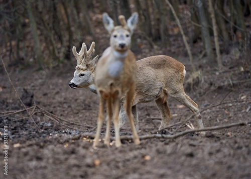 Roe deer group in the forest