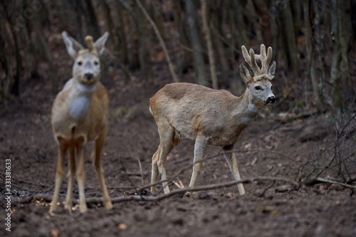 Roe deer group in the forest