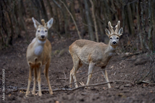 Fototapeta Naklejka Na Ścianę i Meble -  Roe deer group in the forest
