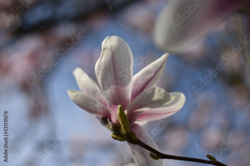 Magnolienblüte (Magnolia) © summersum