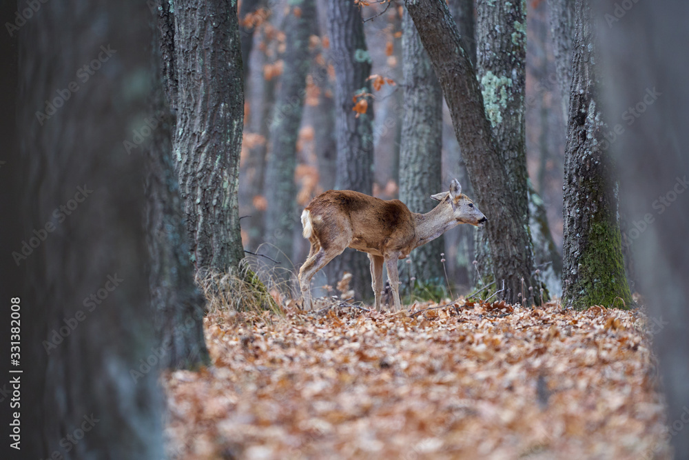 Fototapeta premium Roe deer group in the forest