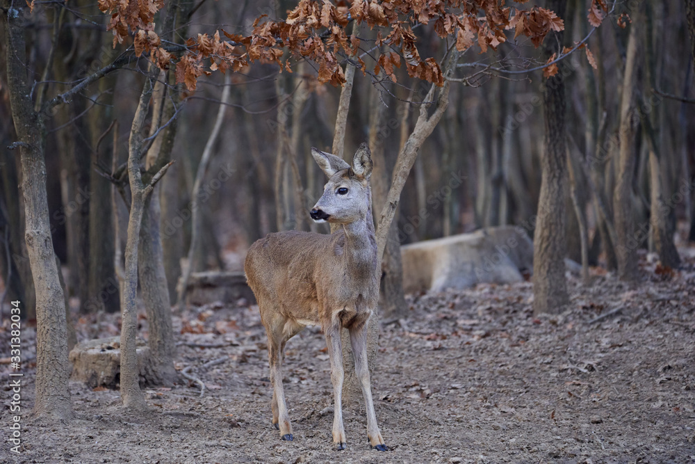 Roe deer group in the forest