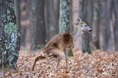 Fototapeta Naklejka Na Ścianę i Meble -  Roe deer group in the forest