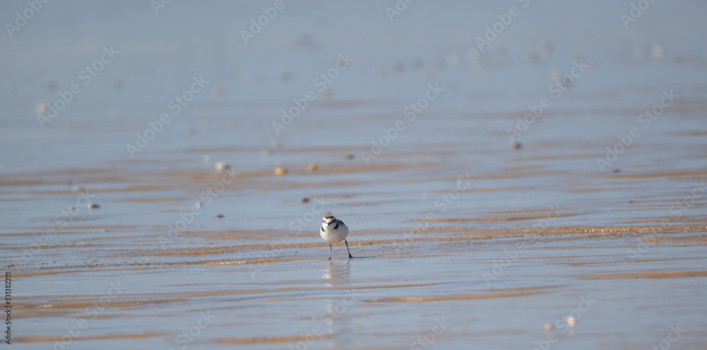 Vendée: Plover with interrupted collar or Gravelot with interrupted collar (Charadrius alexandrinus) on the beach of Brétignolles sur mer. Vendée: Plover with interrupted collar or Gravelot with interrupted collar (Charadrius alexandrinus) on the beach of Brétignolles sur mer.