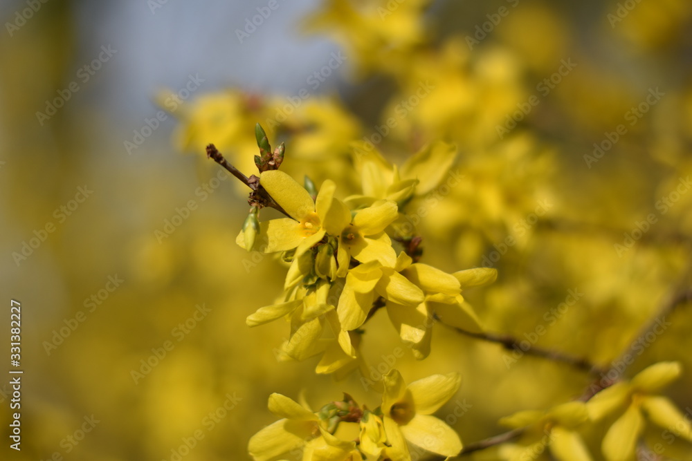Forsythie (Forsythia × intermedia) Forsythie (Forsythia × intermedia)