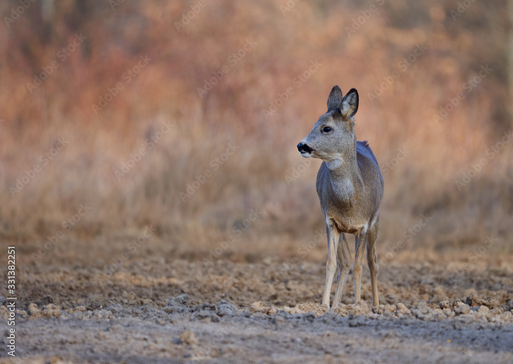 Fototapeta premium Beautiful roe deer
