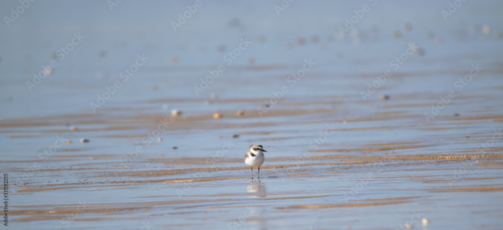 Vendée: Plover with interrupted collar or Gravelot with interrupted collar (Charadrius alexandrinus) on the beach of Brétignolles sur mer. Vendée: Plover with interrupted collar or Gravelot with interrupted collar (Charadrius alexandrinus) on the beach of Brétignolles sur mer.
