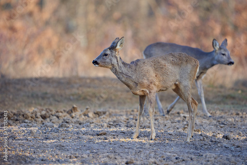 Beautiful roe deer © Xalanx