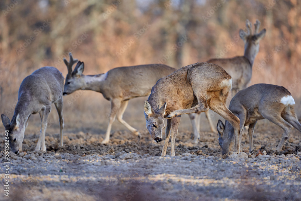 Roe deer group in the forest Roe deer group in the forest