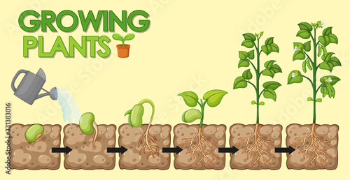 Diagram showing how plants grow from seed to beans