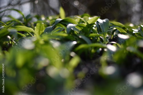 Bärlauch (Allium ursinum) im Wald