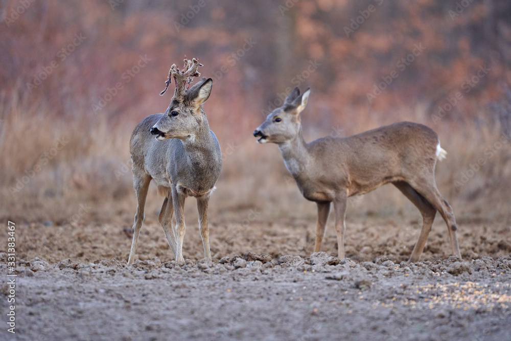 Roe deer group in the forest Roe deer group in the forest