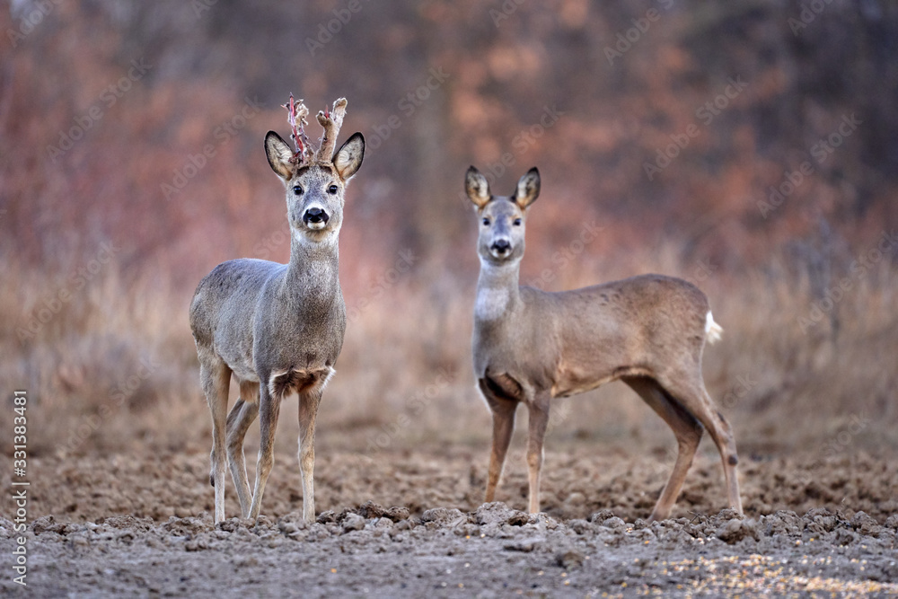 Fototapeta premium Roe deer group in the forest