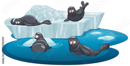 Isolated picture of seals on ice