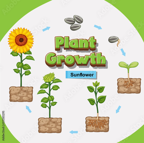 Diagram showing how plants grow from seed to sunflower
