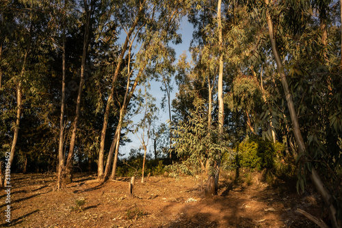 jendouba forest photo