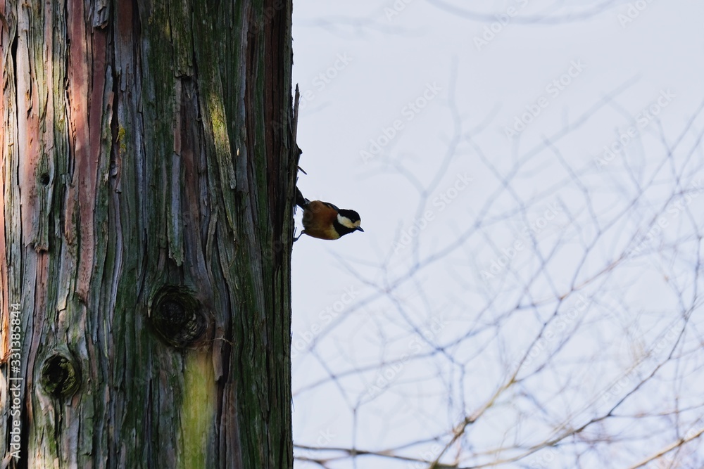 silhouette of varied tit on stem silhouette of varied tit on stem