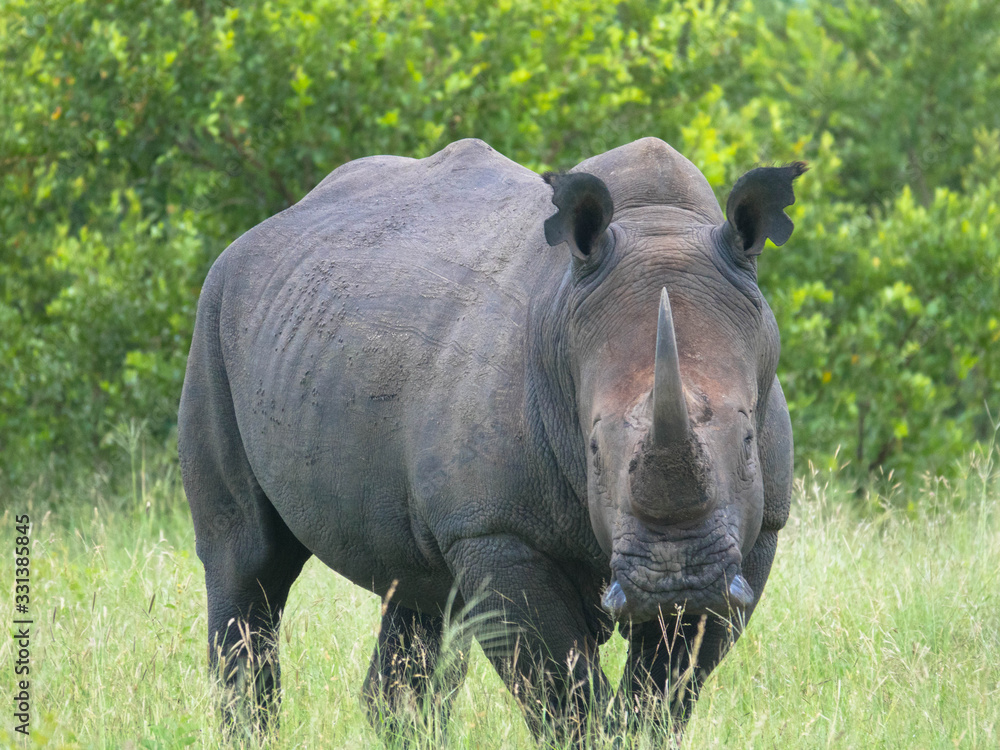 Obraz premium A close up photo of an endangered white rhino