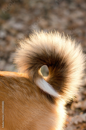 dog's tail