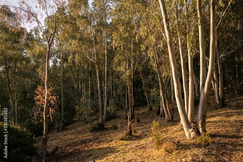 jendouba forest