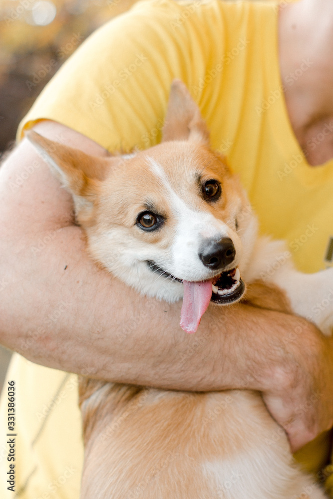 puppy in the hand puppy in the hand