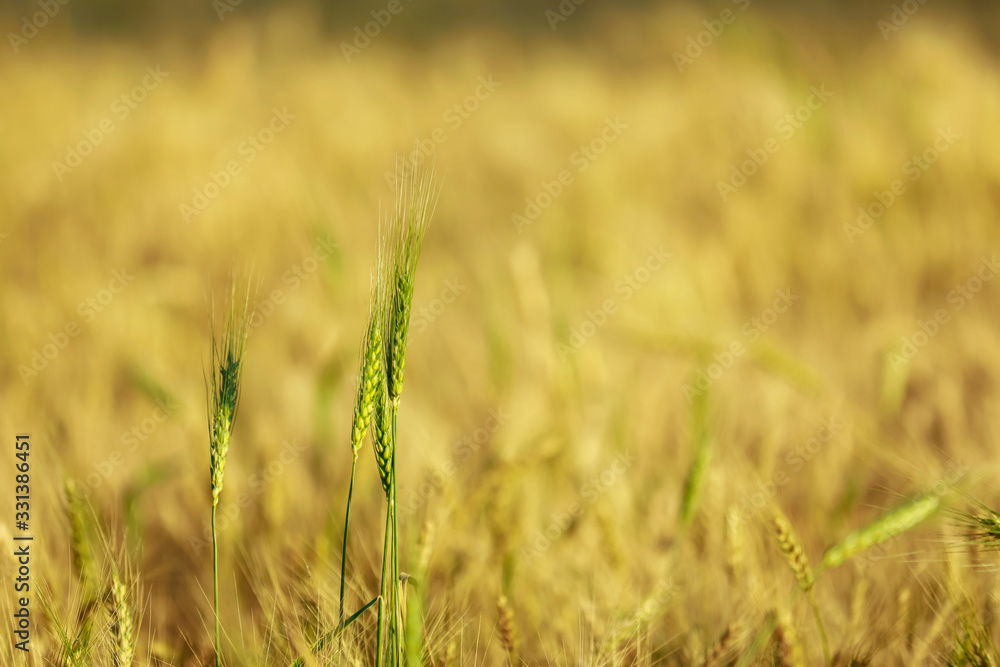 Fototapeta premium dry wheat field in indian farm