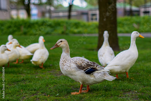 gooses on green grass