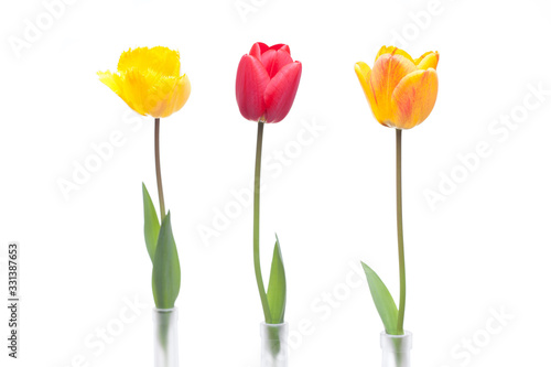 Three tulips in red  orange and yellow color in three vases of glass