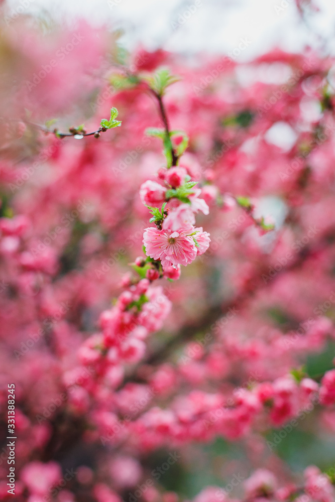 pink flowers in garden