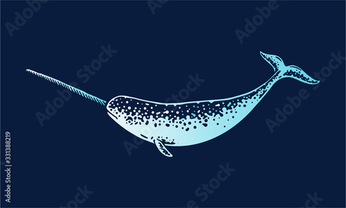narwhal isolated photo