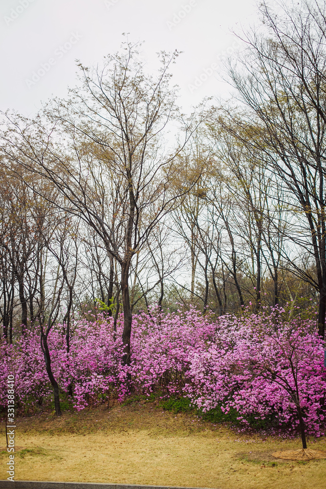 tree in bloom