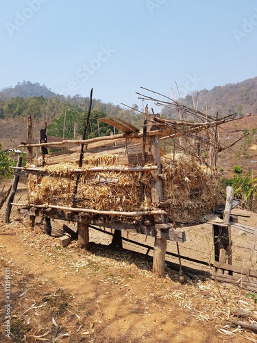 Corn is harvested and dried in the sun.