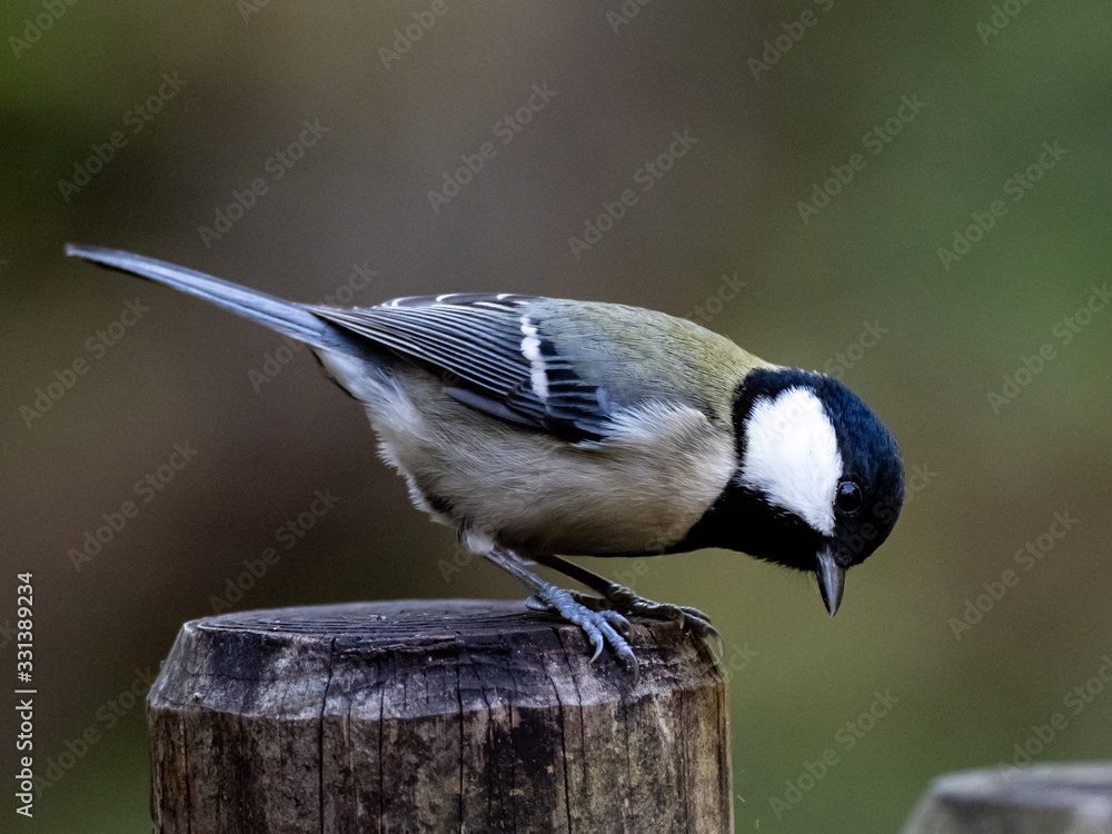 Parus minor Japanese tit on a fence post 2 Parus minor Japanese tit on a fence post 2