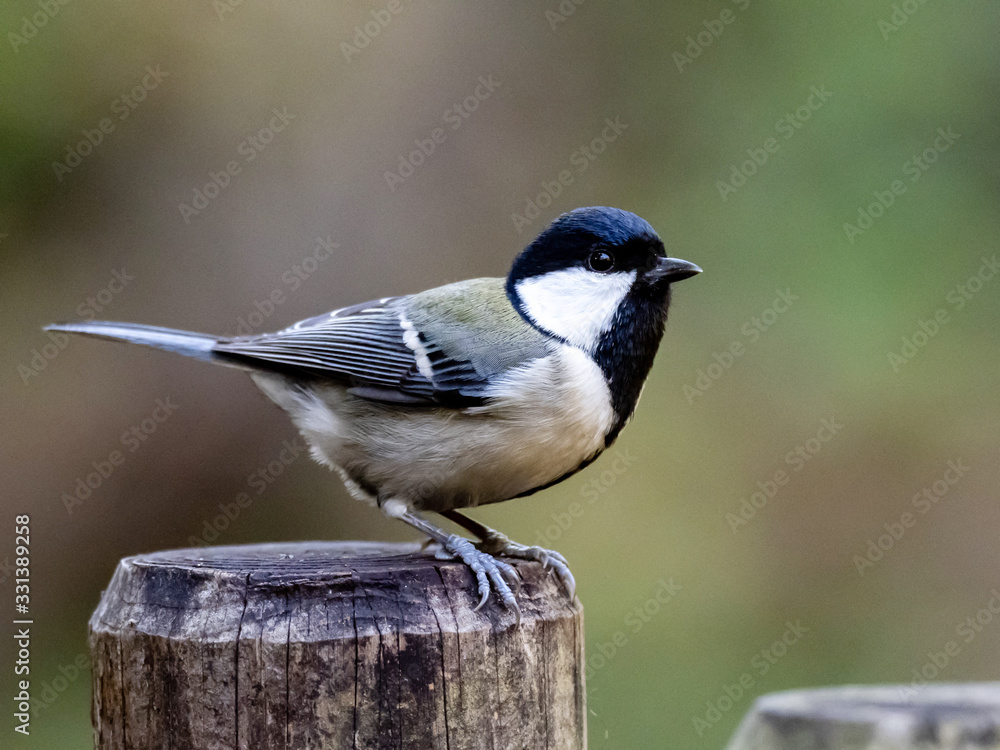 Obraz premium Parus minor Japanese tit on a fence post 3